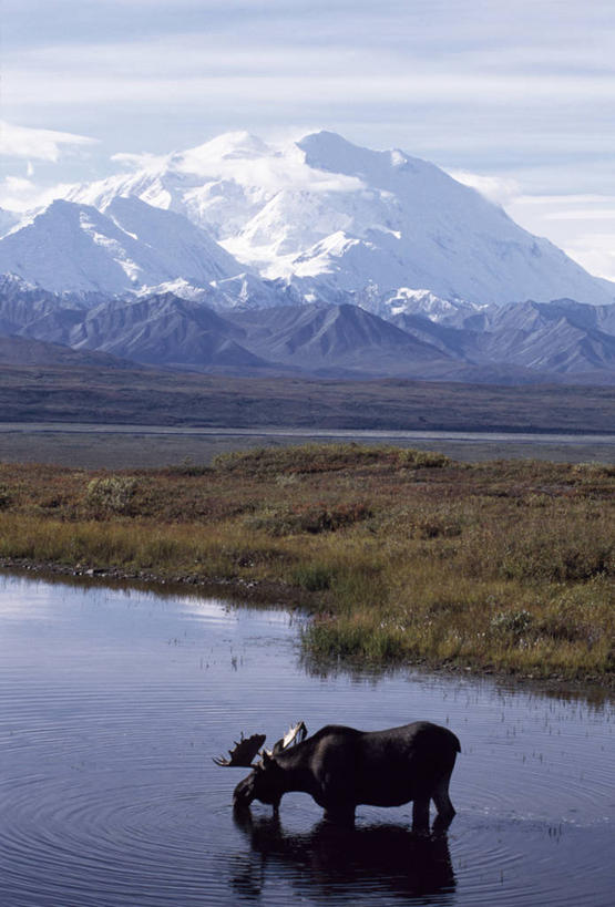 无人,竖图,室外,山,哺乳动物,鹿,野生动物,美国,地形,饮料,动物,摄影,考古学,驼鹿,鹿角,麦金利峰,彩图,冻原