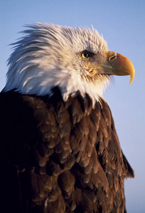 无人,竖图,羽毛,美国,捕食,白色,摄影,白头鹰,喙,老鹰,彩图,风帽