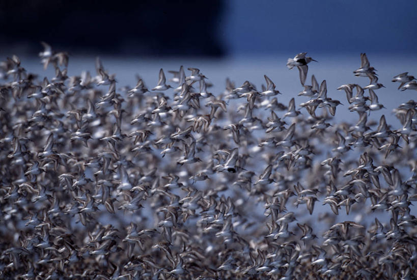 无人,竖图,室外,哺乳动物,狼,野生动物,美国,捕食,动物,摄影,国家公园,灰狼,彩图