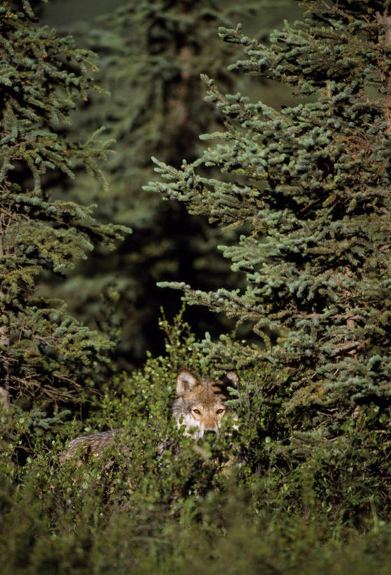 无人,竖图,室外,哺乳动物,狼,野生动物,美国,捕食,动物,摄影,国家公园,灰狼,彩图
