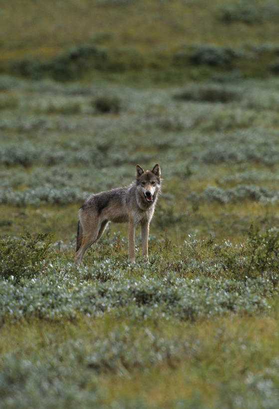 无人,竖图,室外,哺乳动物,狼,野生动物,美国,捕食,动物,摄影,国家公园,灰狼,彩图
