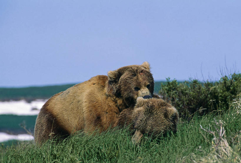 无人,横图,哺乳动物,野生动物,熊,美国,捕食,褐色,草,动物,摄影,打斗,棕熊,彩图