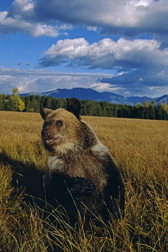 无人,竖图,哺乳动物,野生动物,熊,美国,捕食,褐色,动物,摄影,棕熊,彩图
