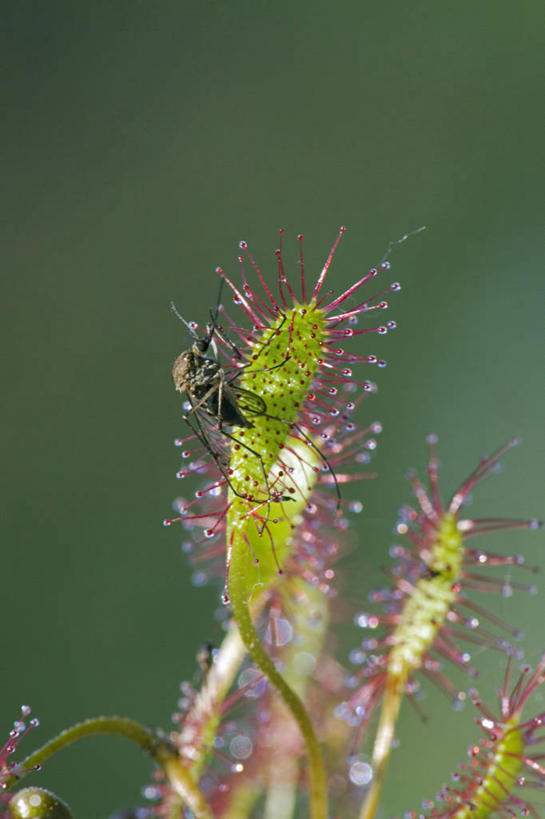 无人,竖图,室外,植物,美国,昆虫,野花,草药,药草,中药,自然,摄影,环境,北美,药材,中草药,陷阱,中药材,本草,潘塔纳尔湿地,茅膏菜,毛毡苔,彩图