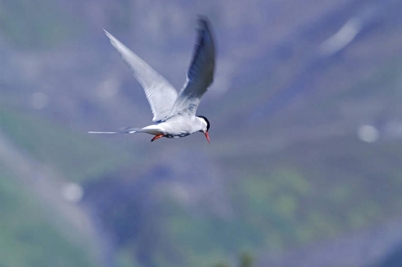 无人,横图,室外,海鸟,野生动物,羽毛,美国,鸟类,尾巴,燕鸥,飞,动物,摄影,迁徙,北美,喙,北极燕鸥,彩图,阿拉斯加山脉
