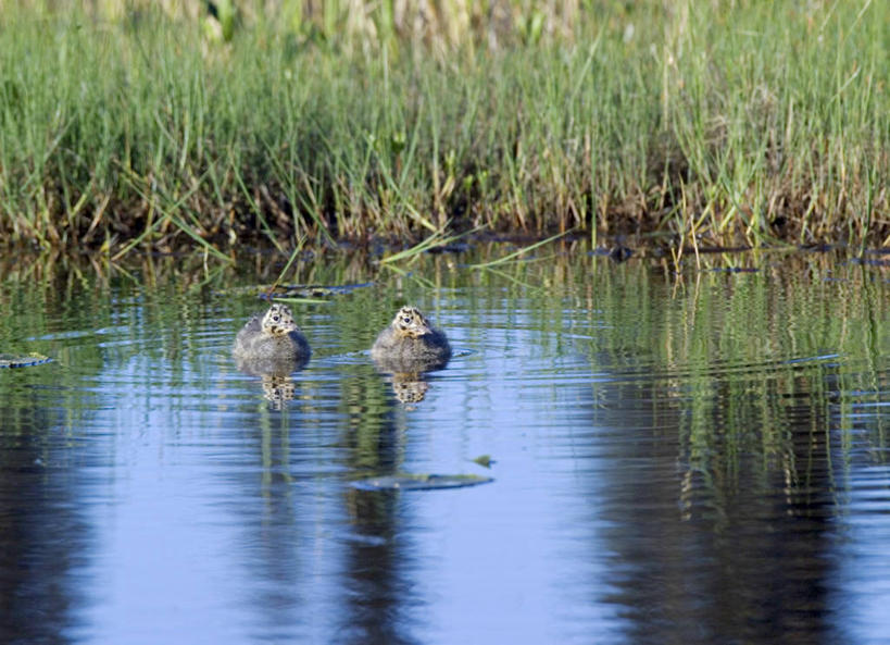 无人,竖图,植物,美国,野花,花,蓝色,自然,摄影,环境,北美,鸢尾,彩图