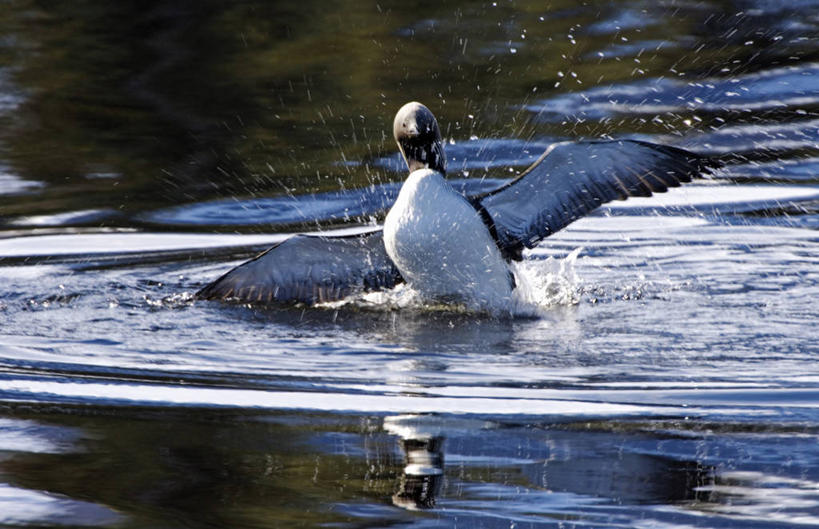 无人,横图,室外,野生动物,美国,鸟类,动物,春天,摄影,北美,彩图,太平洋潜鸟,繁殖季节,动物学,阿拉斯加山脉