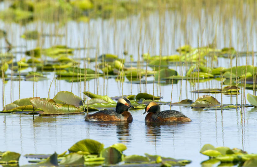 无人,横图,室外,鸟,野生动物,美国,鸟类,鸟巢,摄影,北美,角鸊鷉,鸊鷉,水驴子,王八鸭子,彩图,繁殖季节,动物学