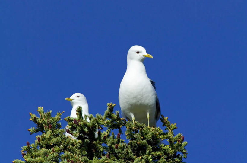 无人,横图,室外,海鸟,海鸥,鸟,野生动物,美国,鸟类,摄影,北美,彩图,动物学,阿拉斯加山脉