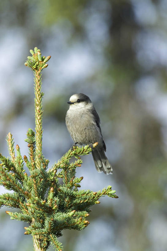 无人,竖图,室外,野生动物,美国,鸟类,枝,摄影,北美,僵鸟,彩图,动物学,阿拉斯加山脉