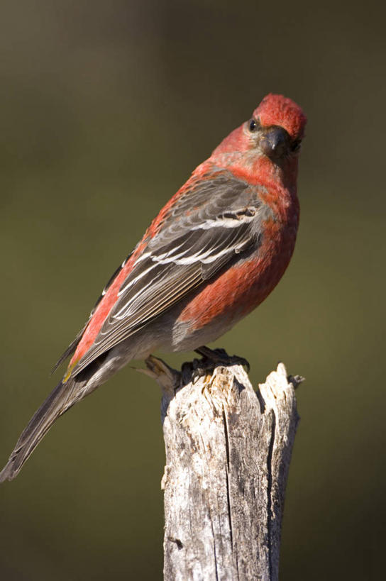 无人,竖图,室外,野生动物,美国,鸟类,自然,动物,摄影,北美,蜡嘴鸟,松雀,彩图,动物学,阿拉斯加山脉