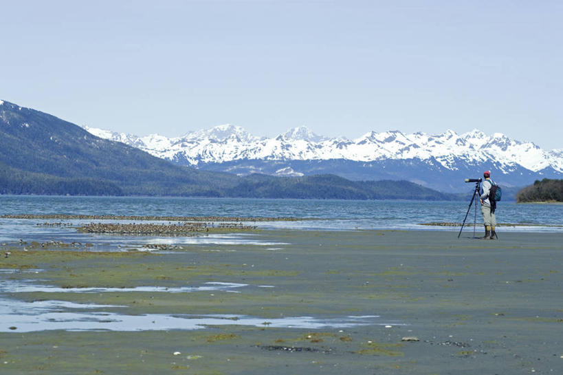 成年人,无人,摄影师,横图,室外,山,山脉,雪,野生动物,美国,鸟类,数字,地形,拍照,动物,春天,季节,摄影,迁徙,北美,滩涂,矶鹞,黑腹滨鹬,男人,海滩,彩图,动物学