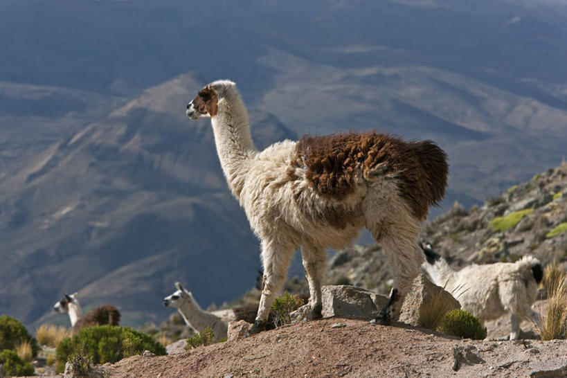 家庭,横图,室外,旅游,度假,美国,行人,游客,游人,娱乐,路人,旅客,夏天,享受,休闲,放松,摄影,北美,北美洲,美洲,冰河,阿拉斯加,阿拉斯加州,北亚美利加洲,亚美利加洲,最后的边疆,午夜阳光之地,过客,基奈半岛,步行,彩图,美利坚合众国,基奈
