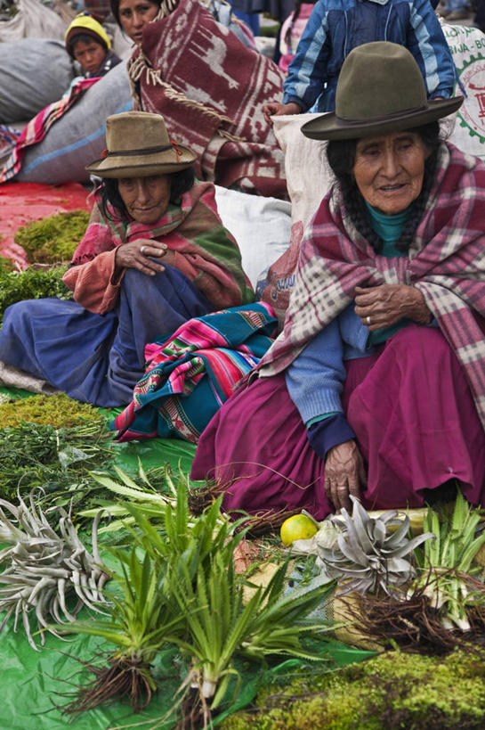 竖图,室外,植物,秘鲁,树,南美,摄影,拉丁美洲,乌鲁班巴河谷,彩图,旅行,林区,附生植物