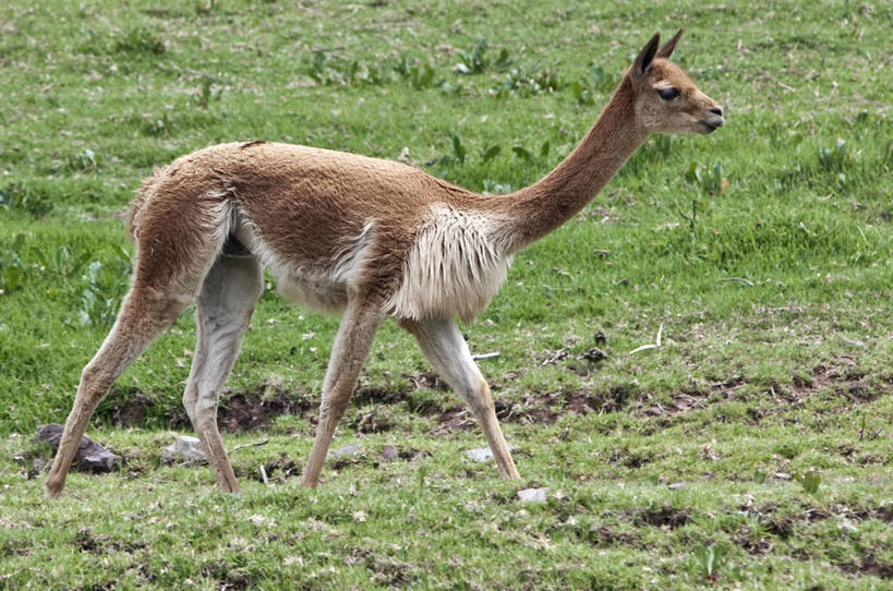 无人,横图,室外,日出,河流,亚马逊河,秘鲁,粉色,南美,摄影,拉丁美洲,热带雨林,彩图,旅行,林区,雨林