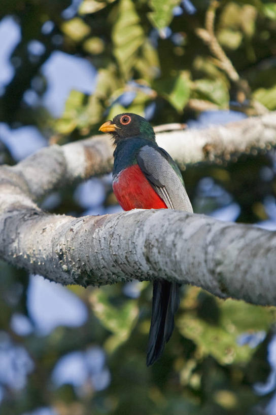 无人,竖图,玉米,秘鲁,食品,黑色,南美,摄影,比萨,拉丁美洲,彩图,旅行