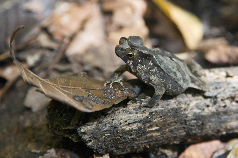 无人,竖图,玉米,秘鲁,食品,黑色,南美,摄影,比萨,拉丁美洲,彩图,旅行