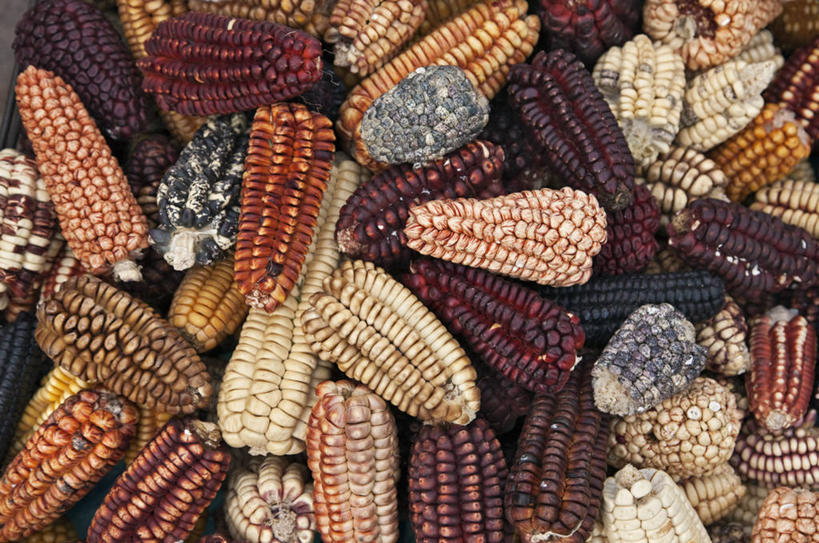 一个人,竖图,室外,森林,野生动物,亚马逊河,秘鲁,褐色,动物,南美,摄影,拉丁美洲,热带雨林,刺豚鼠,彩图,旅行,林区,雨林