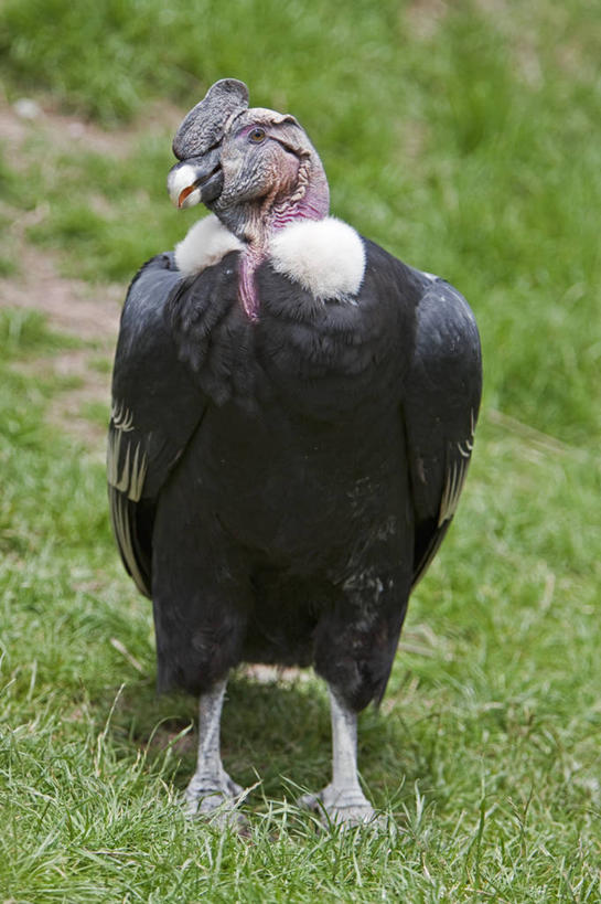 无人,竖图,室外,森林,野生动物,亚马逊河,秘鲁,鸟类,树,南美,摄影,拉丁美洲,热带雨林,彩图,旅行,林区,雨林