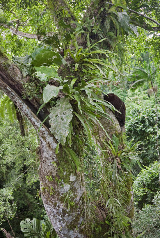 儿童,成年人,老年人,无人,微笑,横图,室外,快乐,纺织品,亚马逊河,秘鲁,束发带,衣服,南美,摄影,拉丁美洲,老年男性,男孩,男人,男性,彩图,旅行,秘鲁人