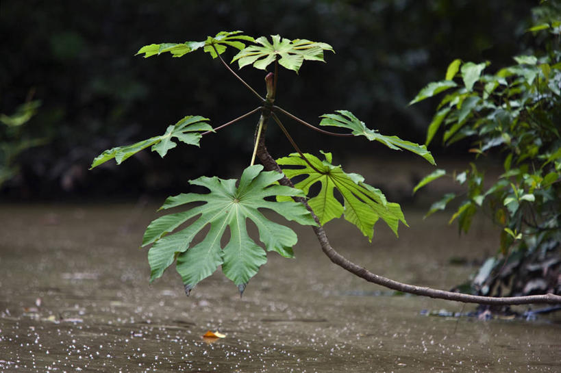 教堂,横图,方图,室外,城市,出租车,摩托车,亚马逊河,秘鲁,节日,城镇,交通,文化,祈祷,健康,南美,许愿,运输,摄影,宗教,信仰,纪念,祈求,基督教,拉丁美洲,天主教,美洲,忙碌,伊基托斯,平安,彩图,旅行,大教堂