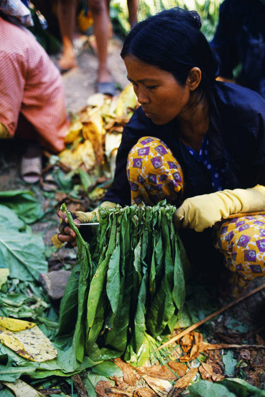 成年人,一个人,竖图,商务,植物,越南,仅一个女性,小贩,工人,摄影,贸易,印度支那,宁顺,女人,员工,烟草,彩图,匠人,劳动者,体力工