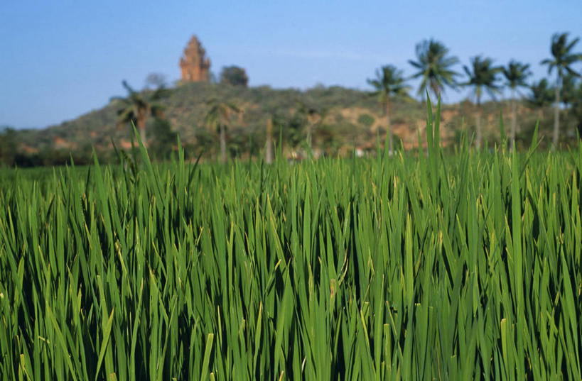 成年人,老年人,皱纹,一个人,微笑,横图,快乐,帽子,越南,仅一个女性,仅一个人,摄影,东南亚,仅一个老年女性,幽默,年龄,肖像,印度支那,宁顺,老年女性,女人,女性,彩图,传统文化