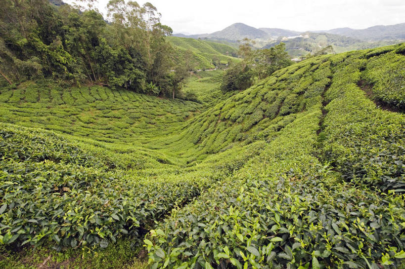 无人,竖图,室外,建筑,旗帜,国旗,马来西亚,亚洲,粉色,摄影,宗教,东南亚,伊斯兰教,圆顶建筑,清真寺,布城,彩图,旅行,马来西亚国旗,马来文化