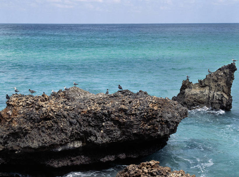 无人,横图,室外,海洋,水,也门,鸟类,岛,摄影,水禽,迁徙,印度洋,海滩,群岛,岩石,彩图,阿拉伯海