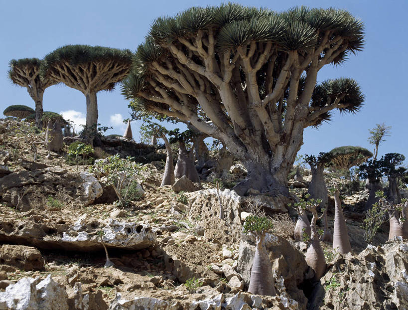 无人,竖图,室外,也门,摄影,印度洋,朱砂,群岛,彩图