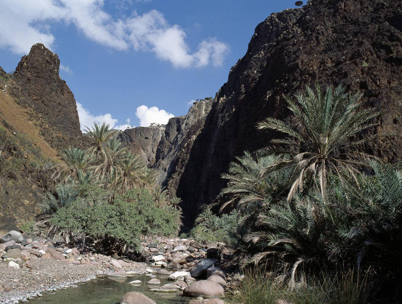 无人,横图,室外,河流,也门,树,小溪,摄影,印度洋,海枣树,群岛,彩图