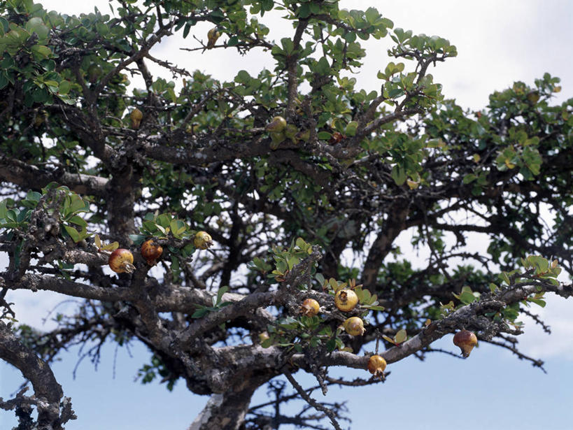 无人,横图,室外,农业,石榴,水果,也门,枝,树,摄影,印度洋,群岛,彩图