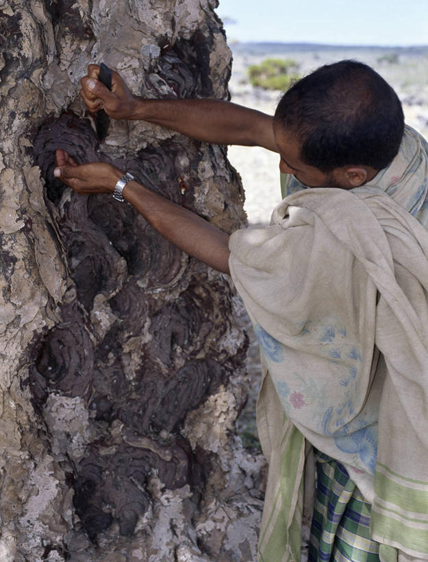 成年人,一个人,竖图,室外,也门,仅一个男性,草药,摄影,收获,伊斯兰教,印度洋,朱砂,男人,群岛,彩图