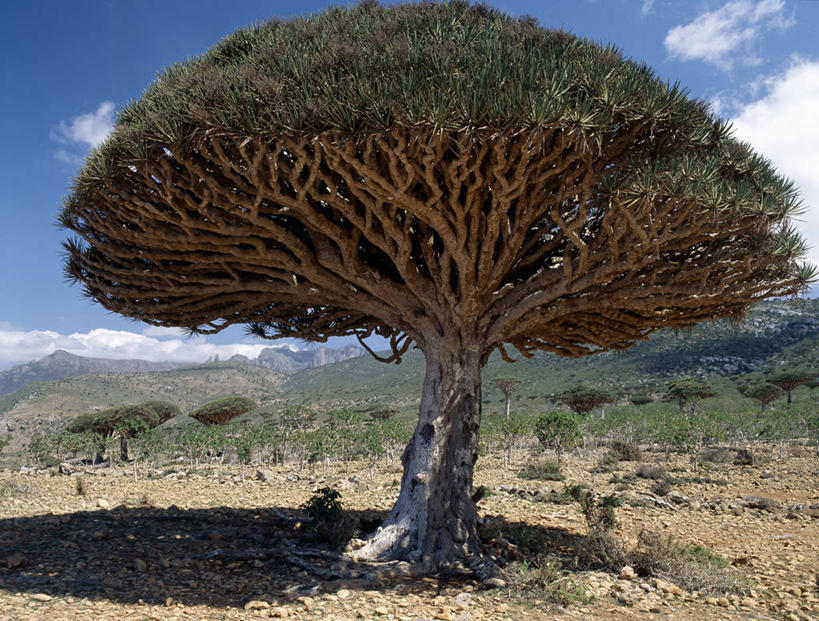 无人,横图,室外,也门,岛,树,红色,摄影,印度洋,朱砂,群岛,彩图