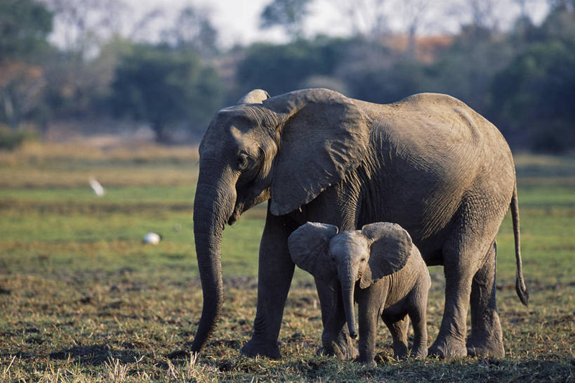 无人,横图,室外,哺乳动物,野生动物,非洲,赞比亚,长牙,非洲象,动物,摄影,观看,灌木,国家公园,母牛,象,彩图,南卢安瓜国家公园