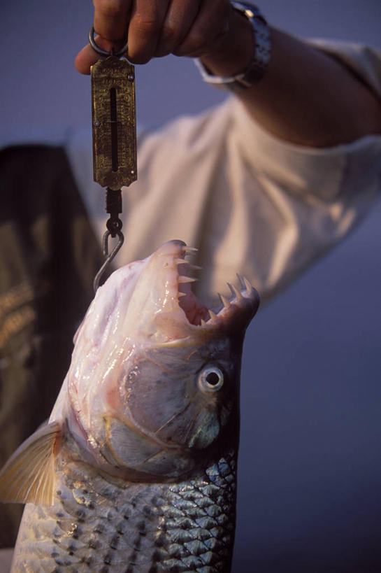 一个人,竖图,室外,河流,非洲,赞比亚,摄影,鱼钩,淡水鱼,国家公园,清新,赞比西河,彩图,钓鱼