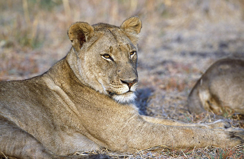 老年人,无人,笑,微笑,横图,室外,白天,骄傲,草原,哺乳动物,野生动物,狮子,非洲,赞比亚,捕食,热,草,动物,平原,眯眼,眯,摄影,国家公园,猫科动物,鬃毛,野生动物保护区,卡富埃国家公园,自然保护区,能力,彩图