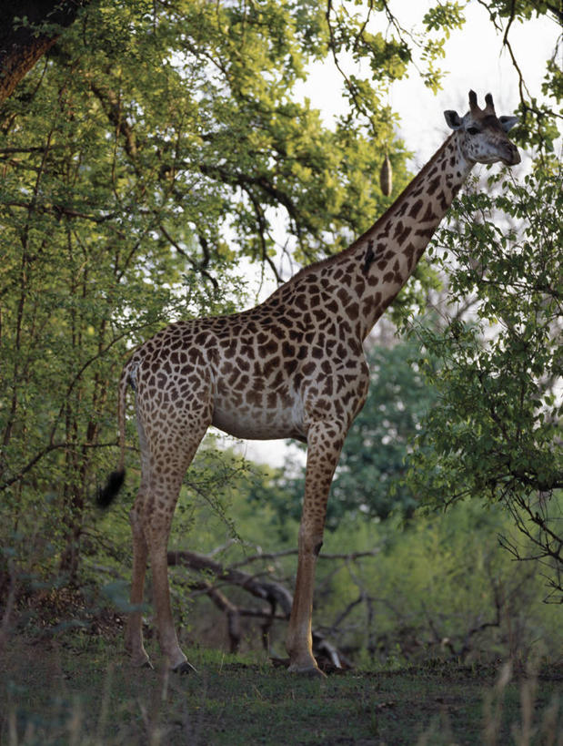 游泳,无人,躺,横图,室外,河流,鳄鱼,野生动物,非洲,赞比亚,热,小溪,休息,摄影,考古学,酷,国家公园,尼罗鳄,彩图,南卢安瓜国家公园