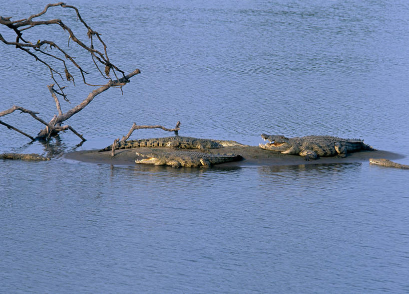 游泳,无人,躺,横图,室外,河流,鳄鱼,野生动物,非洲,赞比亚,热,小溪,休息,摄影,考古学,酷,国家公园,尼罗鳄,彩图,南卢安瓜国家公园