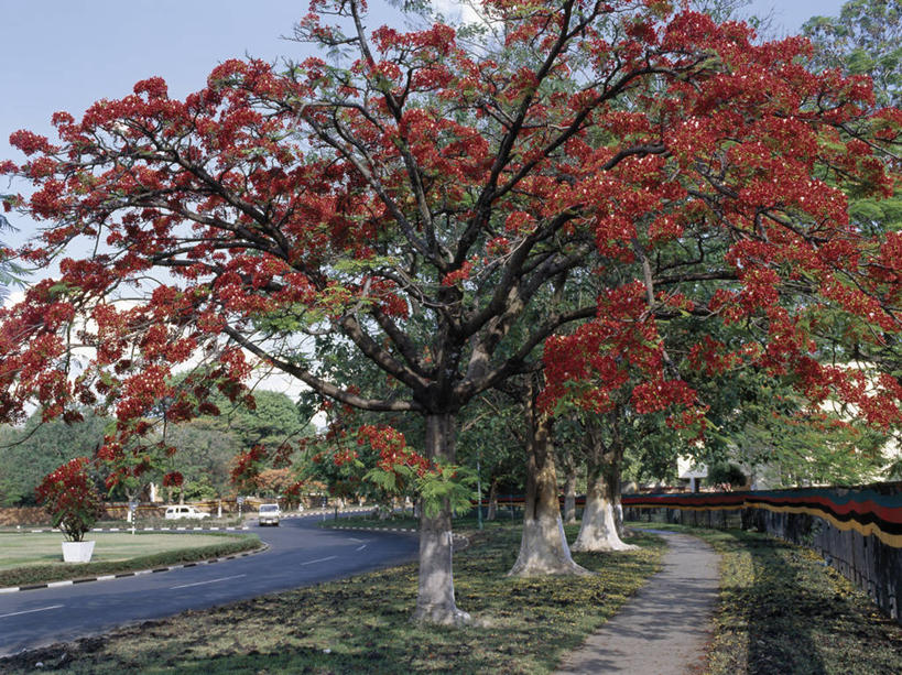 无人,横图,植物,城市,路,赞比亚,盛开,人行道,小路,首都,花蕾,花,花瓣,花朵,鲜花,树,花苞,花蕊,摄影,凤凰木,卢萨卡,彩图