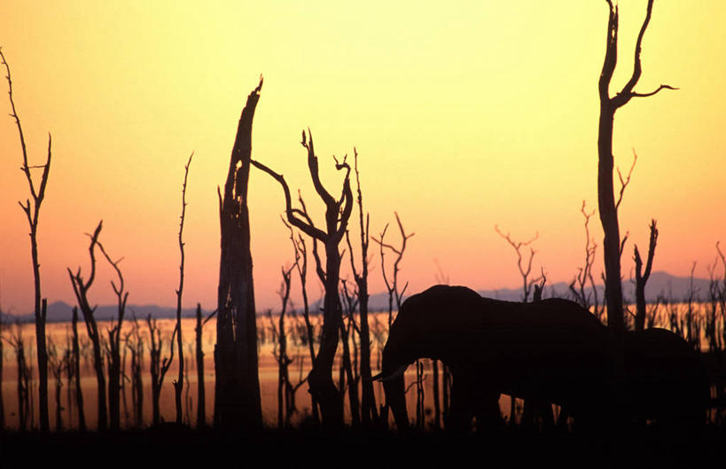 成年人,一个人,竖图,室外,非洲,津巴布韦,仅一个男性,擦,树皮,树,树干,表,摄影,男人,彩图