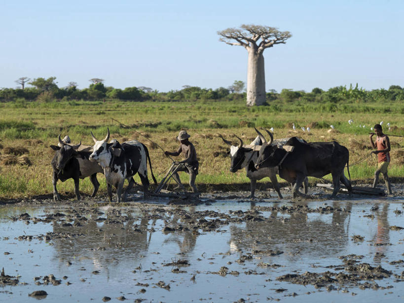 农民,横图,室外,农业,美景,牛,非洲,马达加斯加,工作,叉,稻田,景观,牛车,树,树干,自然,职业,景色,摄影,高,自然风光,猴面包树,野牛,彩图