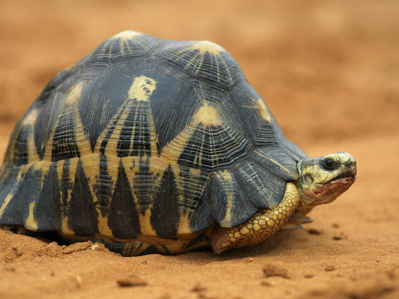 无人,横图,龟,野生动物,非洲,马达加斯加,动物,摄影,食草动物,濒危物种,图利亚拉,彩图