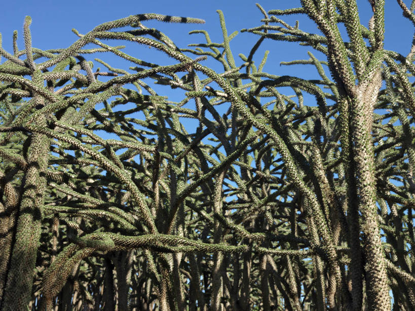 无人,横图,室外,森林,植物,非洲,马达加斯加,枝,树,摄影,锋利,尖锐,荆棘,彩图,刺藤,花须藤