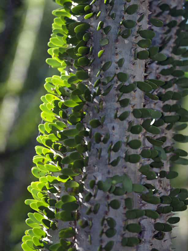 无人,竖图,植物,非洲,马达加斯加,树,摄影,锋利,尖锐,荆棘,彩图,刺藤,花须藤