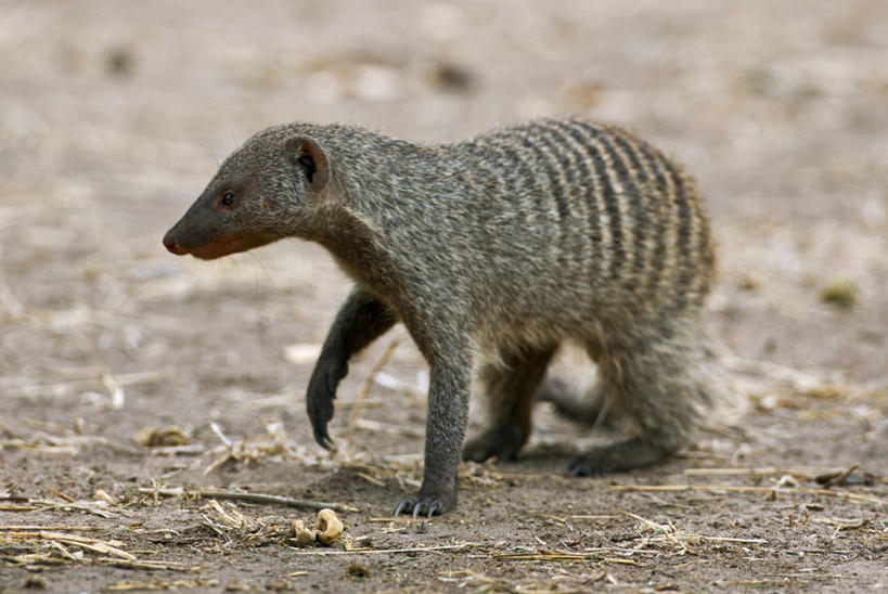 无人,横图,室外,野生动物,非洲,坦桑尼亚,捕食,摄影,猫鼬,非洲獴,东非,彩图