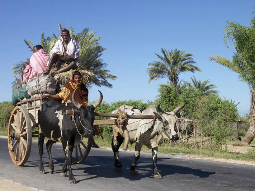 横图,室外,美景,路,棕榈树,牛,非洲,马达加斯加,推车,景观,牛车,自然,社区,景色,运输,摄影,自然风光,煤,图利亚拉,野牛,彩图,旅行