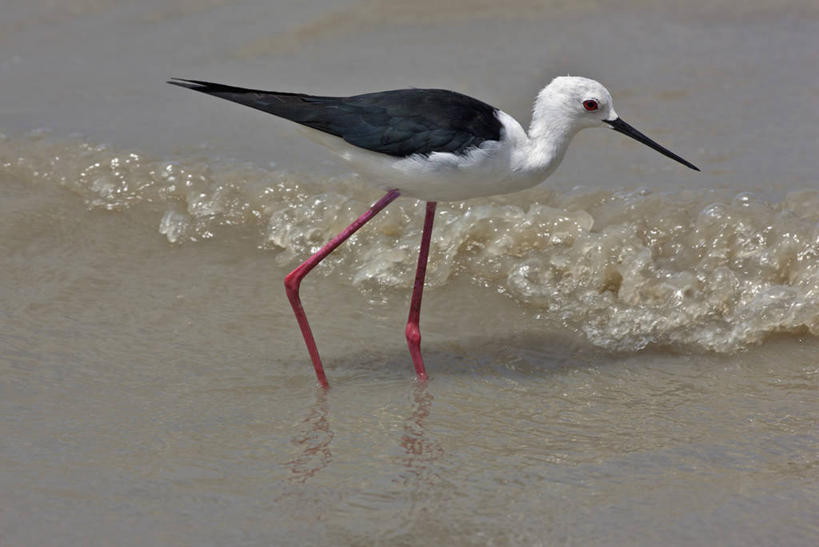 无人,横图,室外,河流,水,野生动物,非洲,坦桑尼亚,鸟类,河岸,摄影,水禽,矶鹞,东非,喂养,矶鹬,彩图