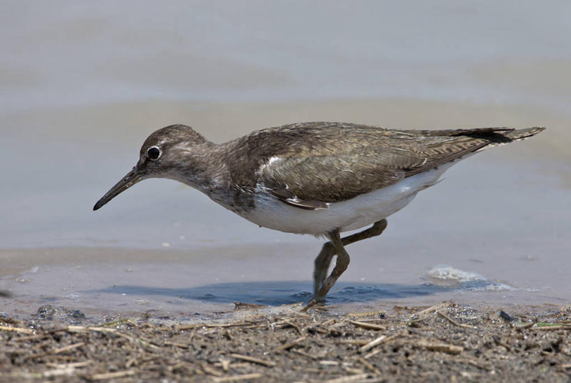 无人,横图,室外,河流,水,野生动物,非洲,坦桑尼亚,鸟类,河岸,摄影,水禽,矶鹞,东非,喂养,矶鹬,彩图