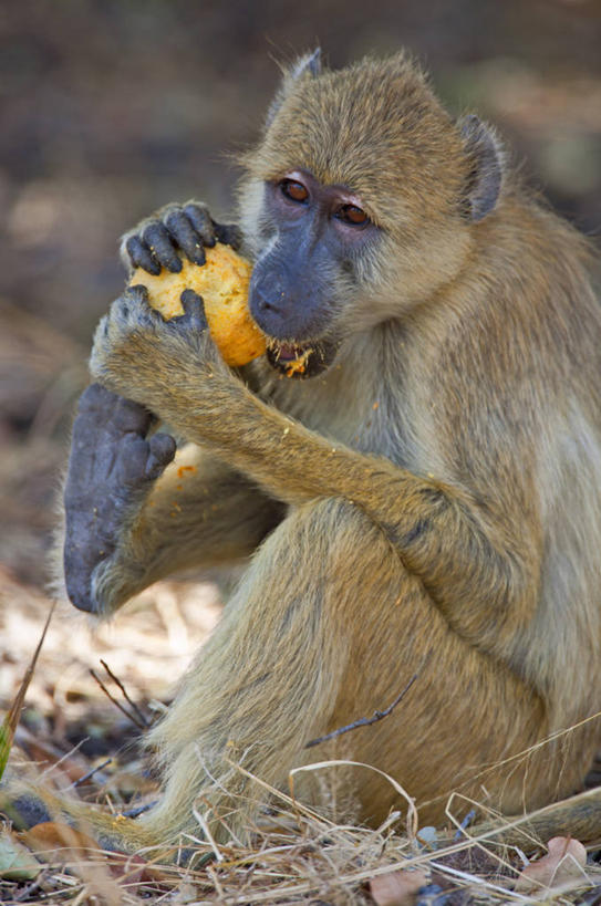 无人,竖图,野生动物,猴子,水果,非洲,坦桑尼亚,狒狒,食品,坚果,摄影,灵长目,东非,彩图,黄狒狒,动物行为